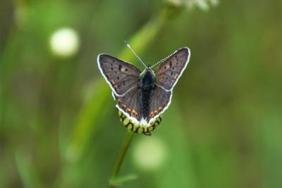 <i>Lycaena tityrus</i>