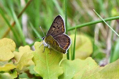 <i>Lycaena tityrus</i>
