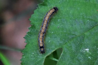 <i>Malacosoma neustria</i>