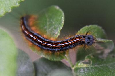 <i>Malacosoma neustria</i>