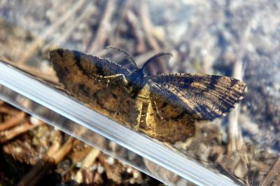<i>Ematurga atomaria</i>