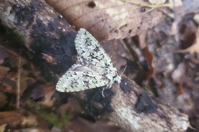 <i>Griposia aprilina</i>