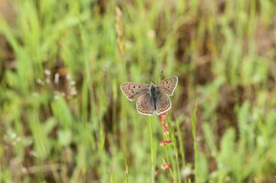 <i>Lycaena tityrus</i>
