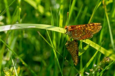 <i>Euphydryas aurinia</i>