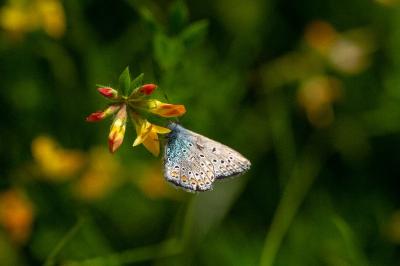 <i>Polyommatus icarus</i>