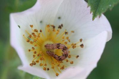 <i>Eupithecia virgaureata</i>