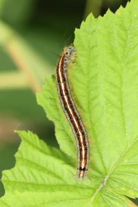 <i>Malacosoma neustria</i>
