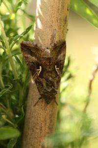 <i>Autographa gamma</i>