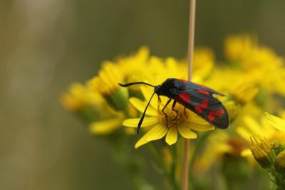 <i>Zygaena filipendulae</i>