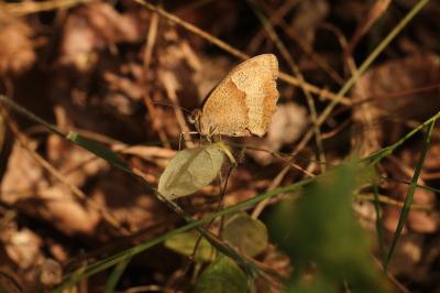 <i>Maniola jurtina</i>