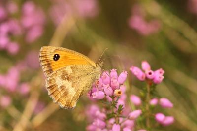 <i>Pyronia tithonus</i>