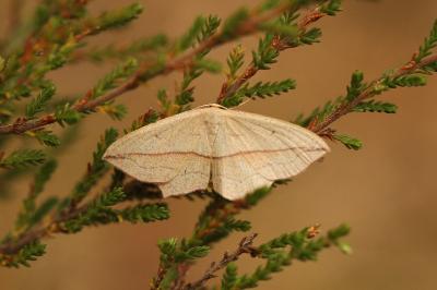 <i>Timandra comae</i>
