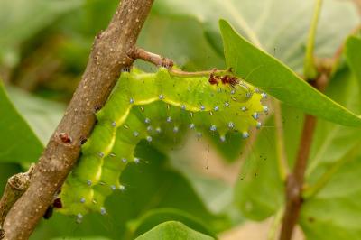 <i>Saturnia pyri</i>