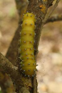 <i>Saturnia pyri</i>