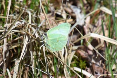 <i>Gonepteryx rhamni</i>