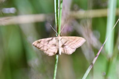 <i>Idaea ochrata</i>