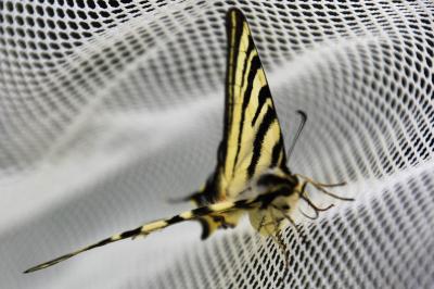 <i>Iphiclides podalirius</i>