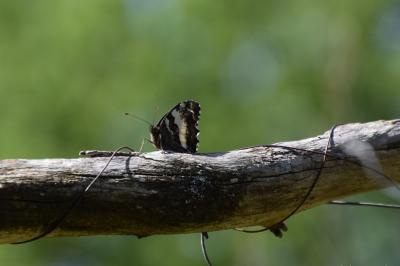 <i>Brintesia circe</i>