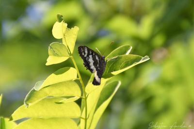 <i>Brintesia circe</i>