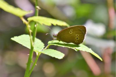 <i>Aphantopus hyperantus</i>