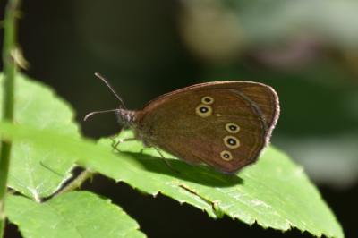 <i>Aphantopus hyperantus</i>