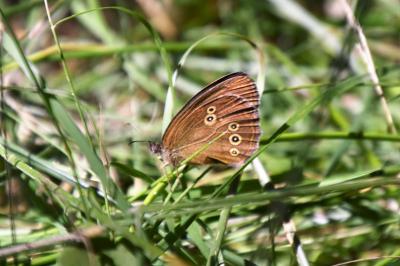 <i>Aphantopus hyperantus</i>