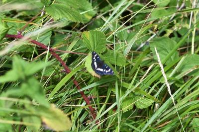 <i>Limenitis reducta</i>