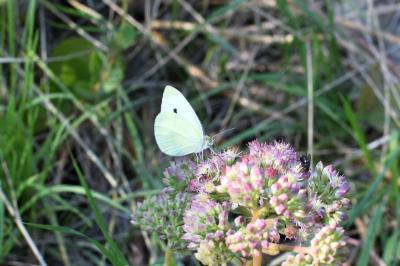 <i>Pieris rapae</i>