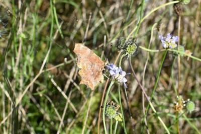 <i>Polygonia c-album</i>