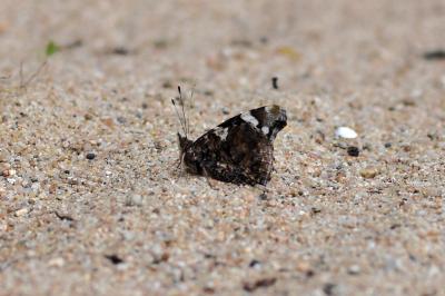 <i>Vanessa atalanta</i>