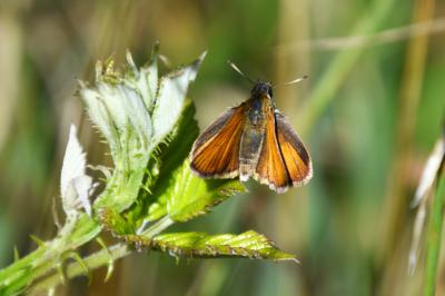 <i>Thymelicus</i>