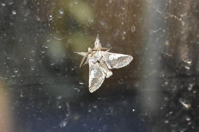 <i>Diloba caeruleocephala</i>