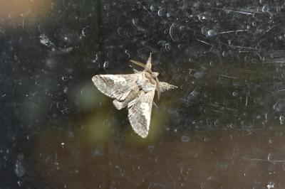 <i>Diloba caeruleocephala</i>