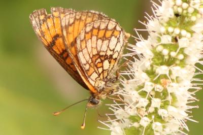 <i>Melitaea parthenoides</i>