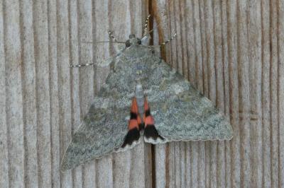 <i>Catocala elocata</i>