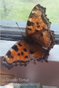 <i>Nymphalis polychloros</i>