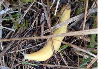 <i>Nymphalis polychloros</i>
