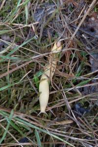 <i>Nymphalis polychloros</i>