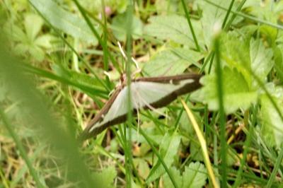 <i>Cydalima perspectalis</i>