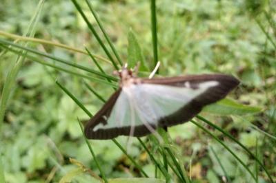 <i>Cydalima perspectalis</i>