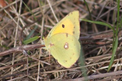 <i>Colias crocea</i>