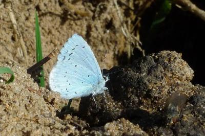 <i>Celastrina argiolus</i>