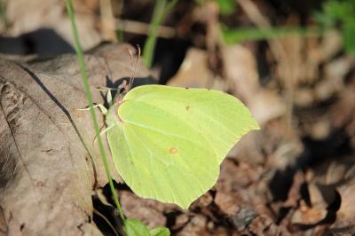 <i>Gonepteryx rhamni</i>