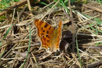 <i>Polygonia c-album</i>