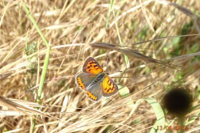 <i>Lycaena phlaeas</i>