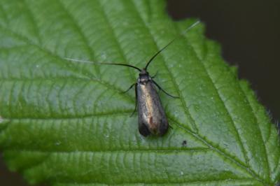 <i>Adela reaumurella</i>