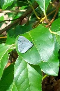 <i>Celastrina argiolus</i>