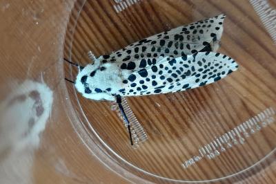 <i>Zeuzera pyrina</i>