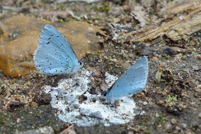 <i>Celastrina argiolus</i>