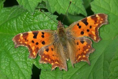 <i>Polygonia c-album</i>